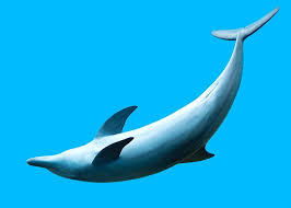 Tursiops Aduncus