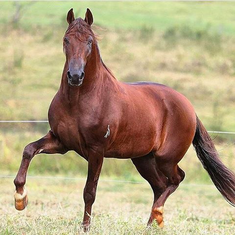 Um Lindo Garanhão Fotografado no Haras