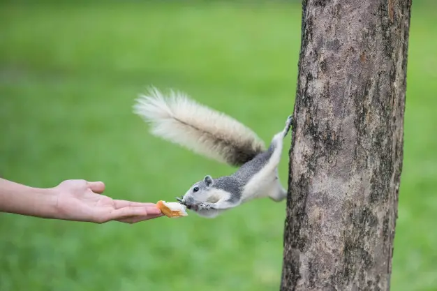 Uma Pessoa Alimentando um Esquilo 