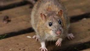 Urina de Rato Seca Transmite Leptospirose? Como Remover?