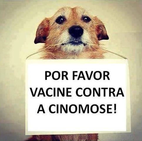 Vacine o Cachorro Contra a Cinomose