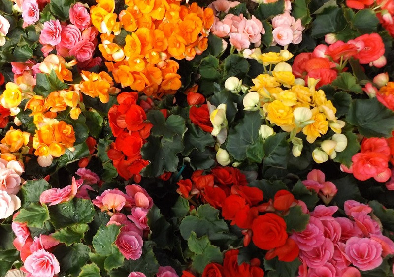 Variedades de Cores de Begonia Elatior 