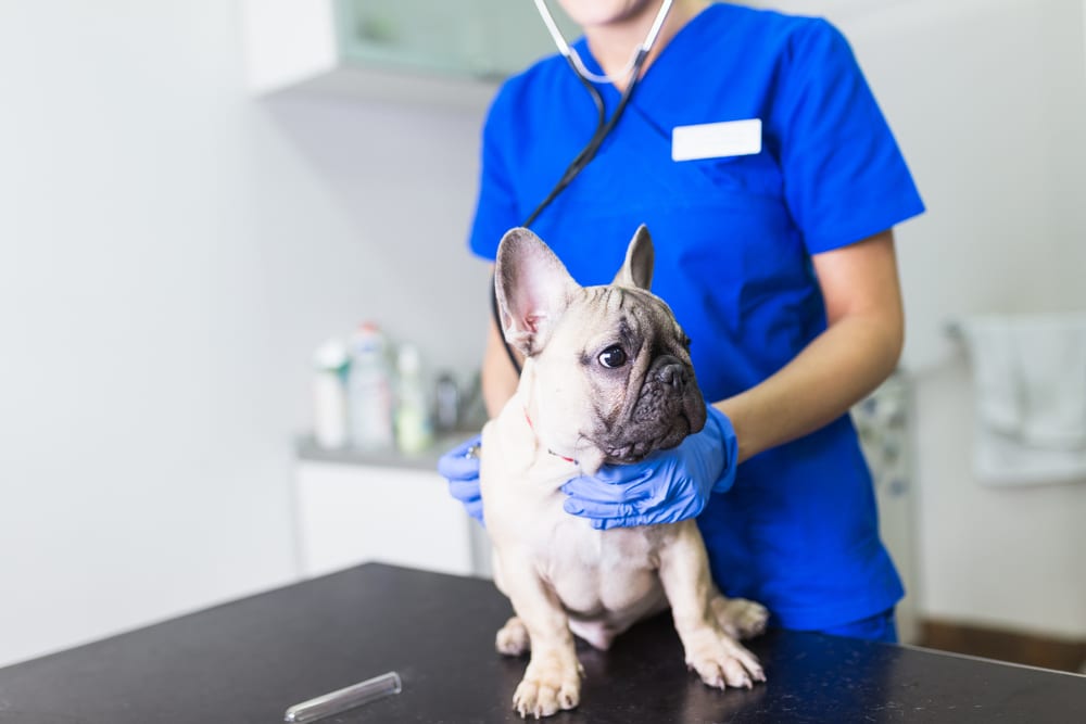 Veterinário Dando Diagnóstico em Cachorro