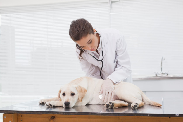 Veterinário Examinando Cachorro
