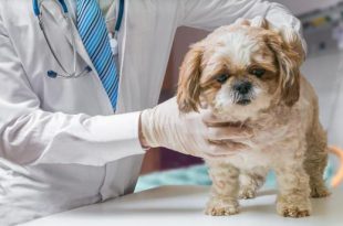 Veterinário Analisando a Traqueia do Cachorro