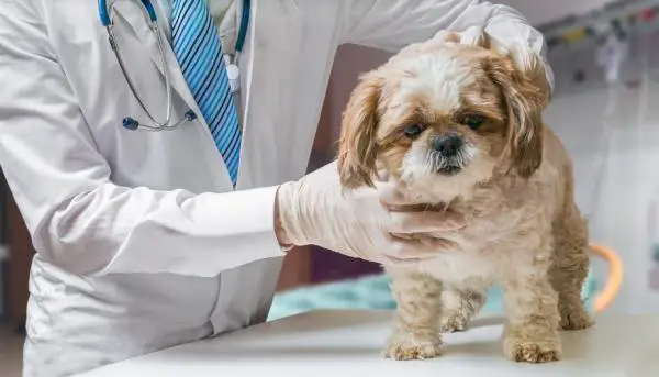 Veterinário Analisando a Traqueia do Cachorro