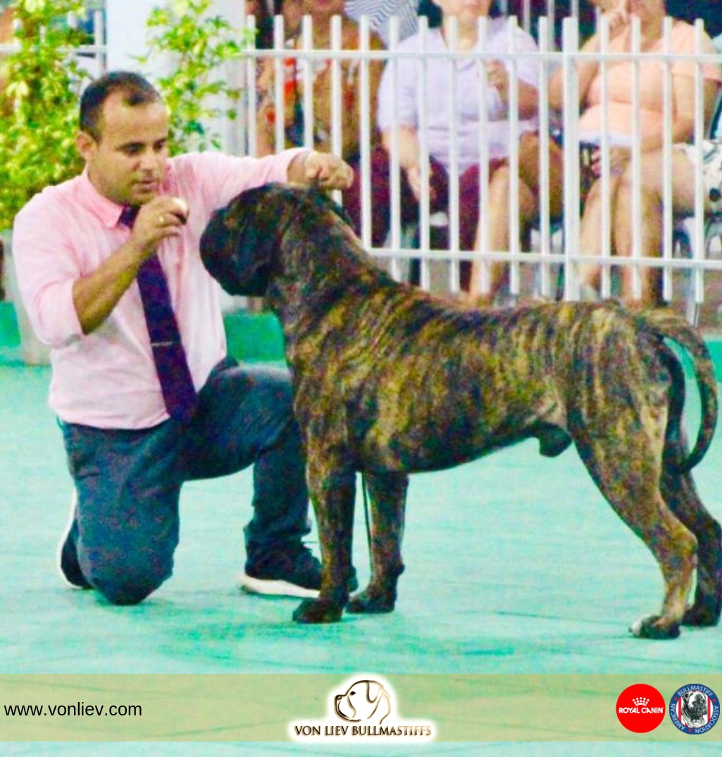 Von Liev Bullmastiff