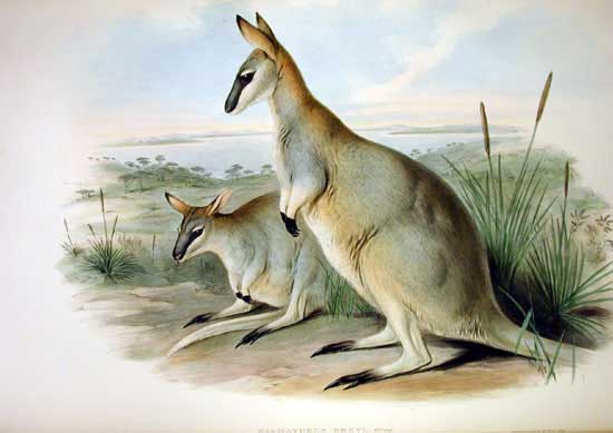 Wallaby-Toolache