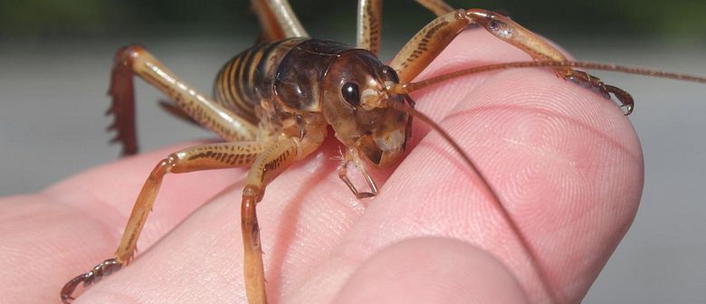 Conheça o weta, o maior e mais pesado inseto do mundo - TecMundo