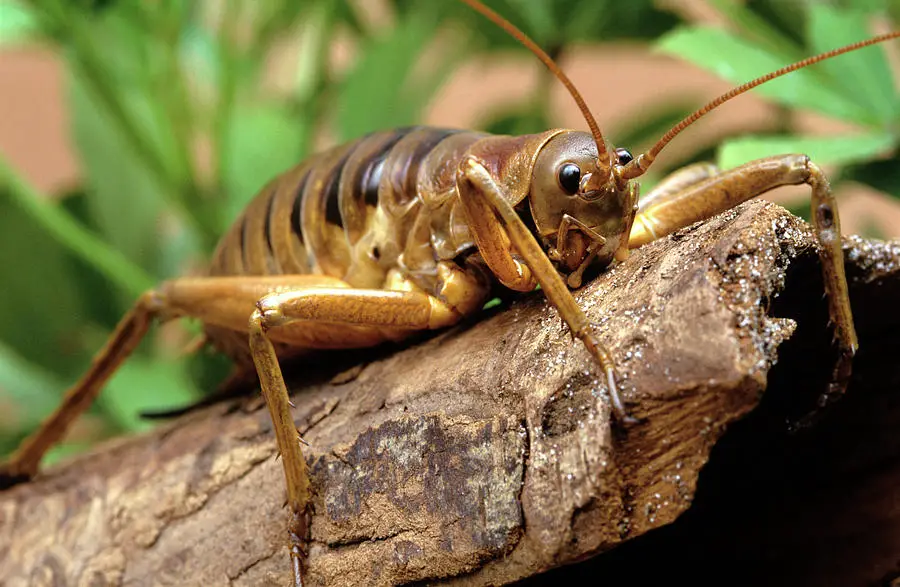 Conheça o weta, o maior e mais pesado inseto do mundo - TecMundo