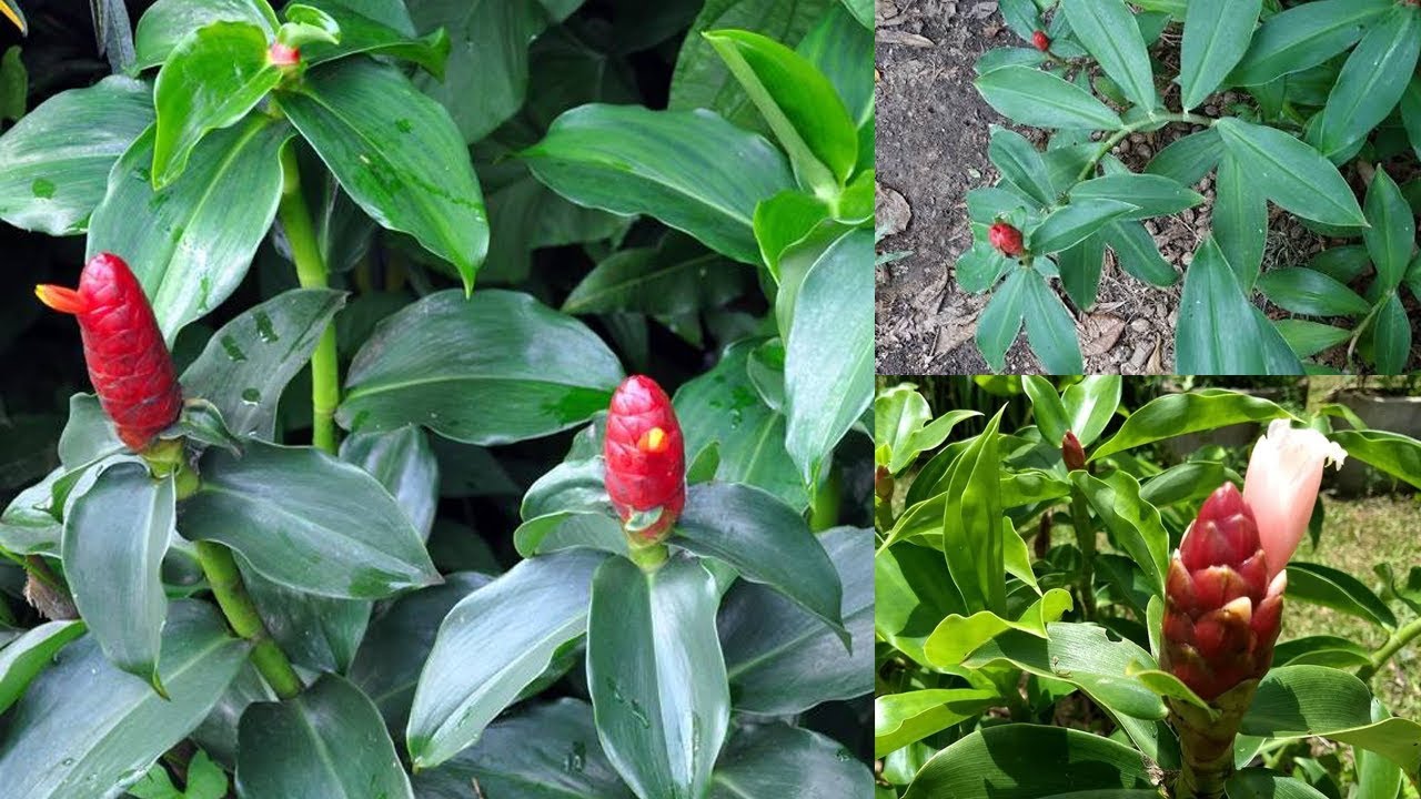 Como Preparar o Chá de Cana de Macaco? e o Suco?