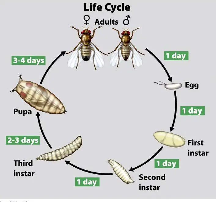 Домашняя муха развитие. Жизненный цикл мухи дрозофилы. Схема жизненного цикла развития мухи. Цикл развития комнатной мухи. Муха комнатная стадия жизненного цикла.