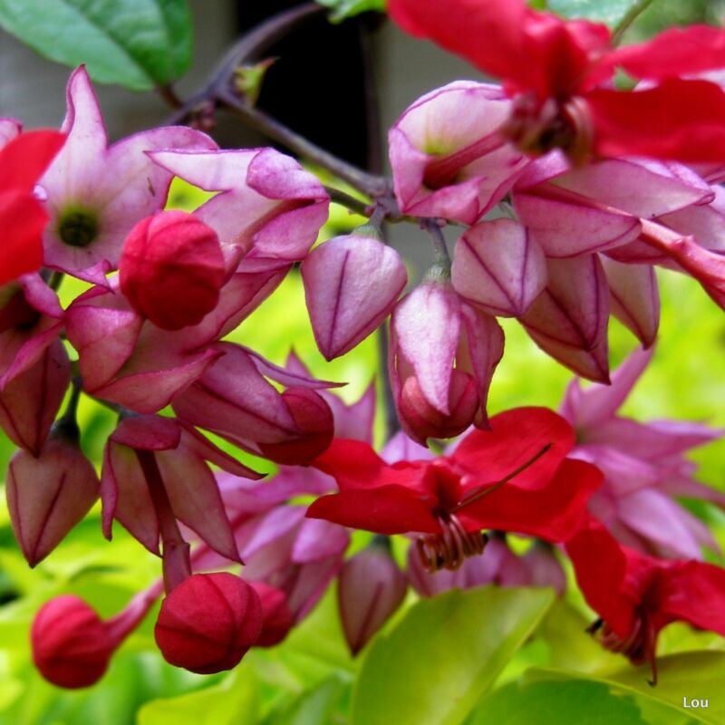 Tudo Sobre a Clerodendro: Características, Nome Cientifico e Fotos