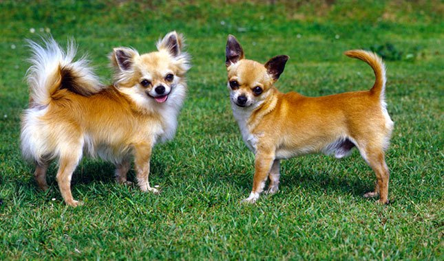 História do Cachorro da Raça Chihuahua e Origem do Animal