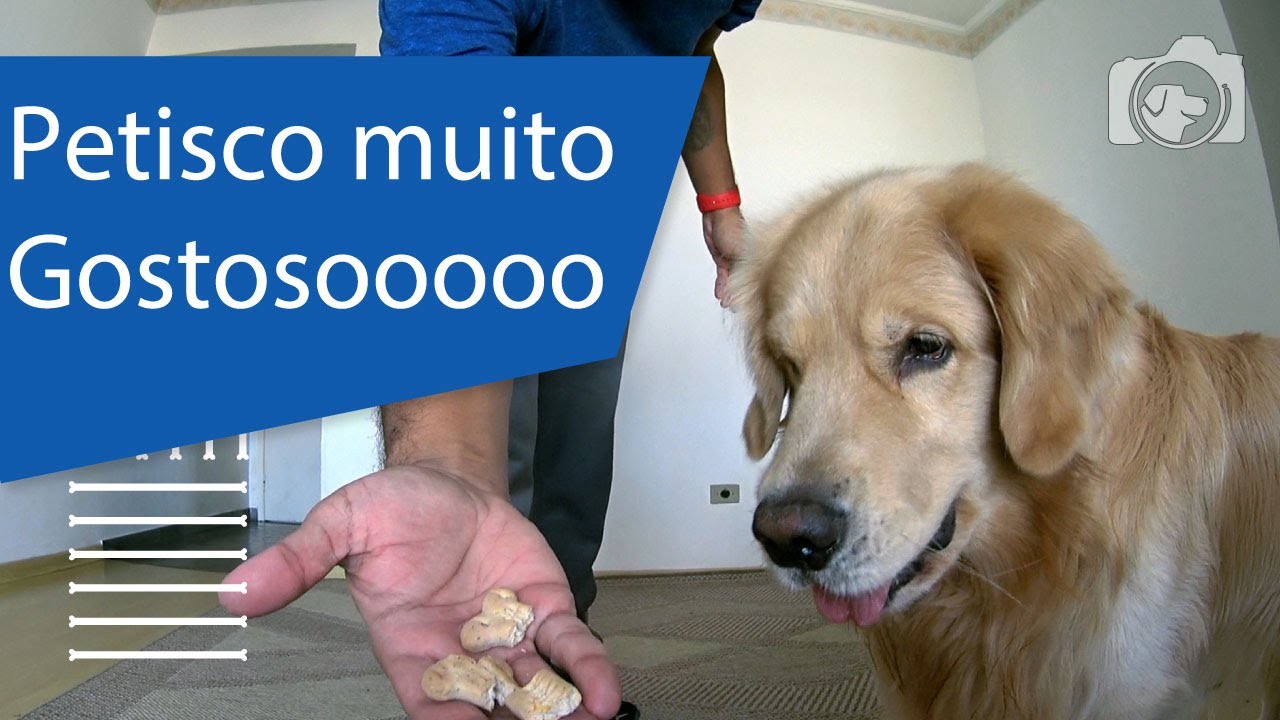 Quando Posso dar Petiscos para Filhote de Cachorro?