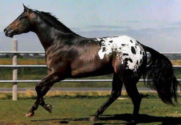 Raça de Cavalo Appaloosa: Características, História e Fotos
