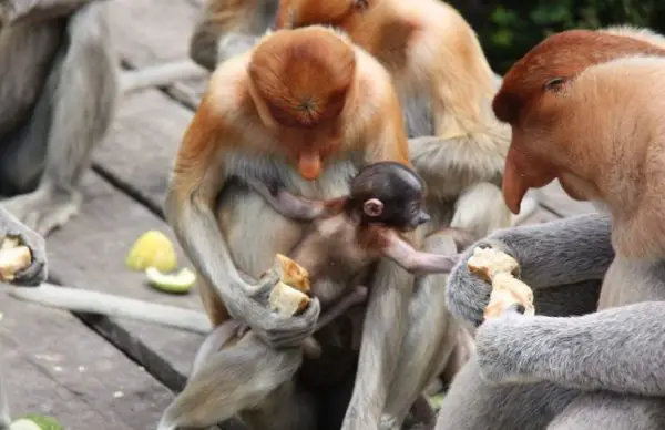 Filhote Do Macaco Narigudo