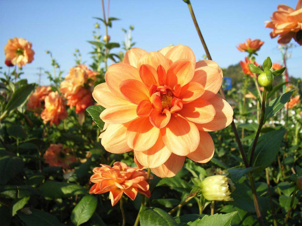 Árvore Dalia: Raiz, Folhas, Caule, Flores, Como Plantar e Fotos