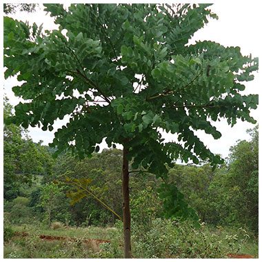 Barbatimão: Curiosidades e Fatos Interessantes sobre a Planta