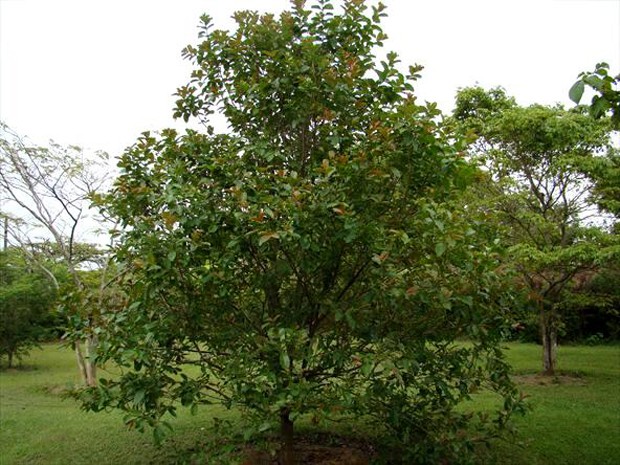 Árvore de Dedaleira