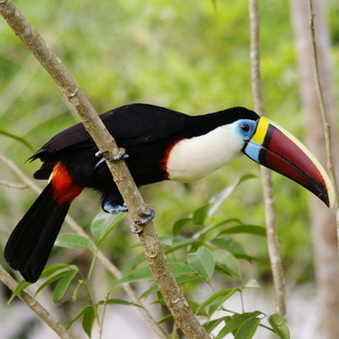 Tucano-de-Peito-Branco: Características, Habitat e Fotos