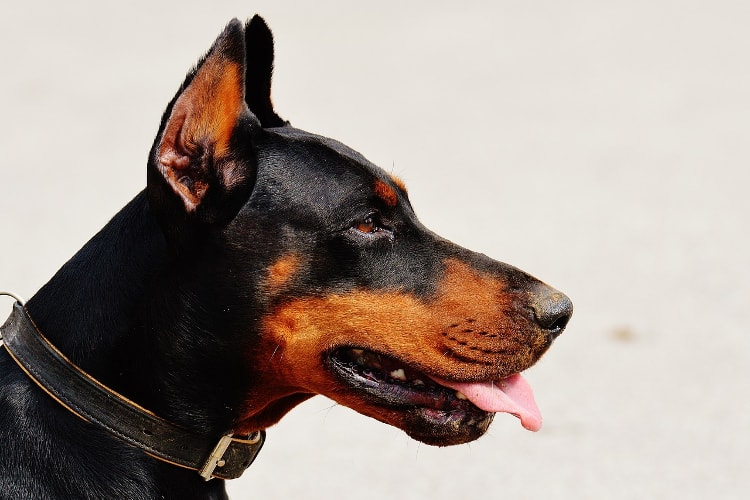 A Curiosidade da Raça Dobermann