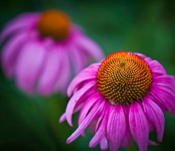 A Espécie Flor-de-Cone