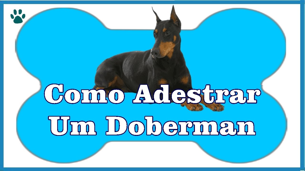 Adestre o Dobermann da Maneira Correta