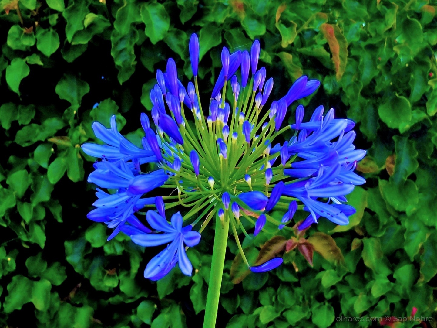 Agapanto Azul, Vermelho, Branco, Lilas E Outras Cores Com Fotos | Mundo  Ecologia