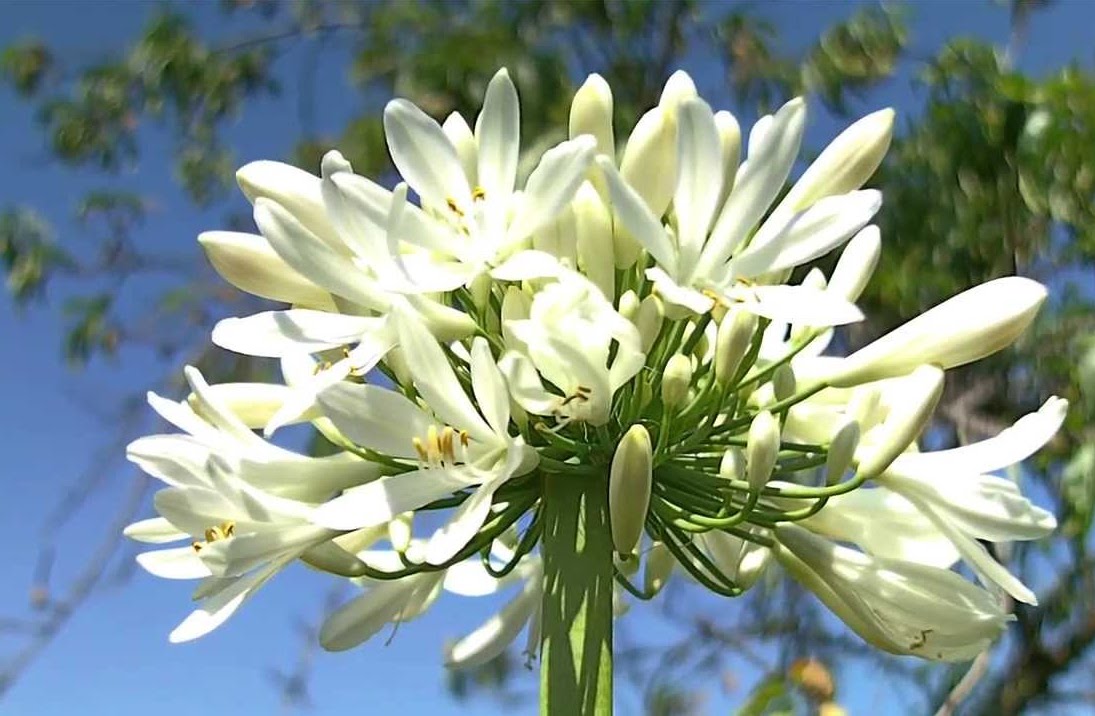 Agapanto Azul, Vermelho, Branco, Lilas E Outras Cores Com Fotos | Mundo  Ecologia