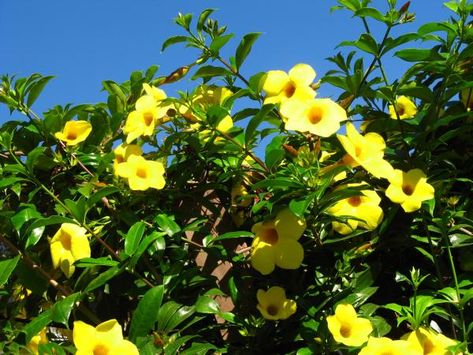 Alamanda Florida