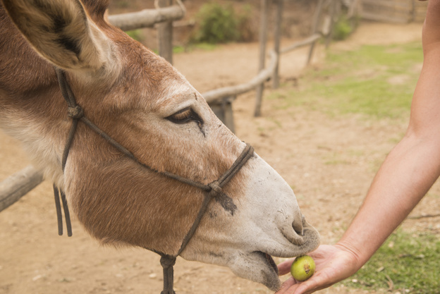 Alimentação dos Burros