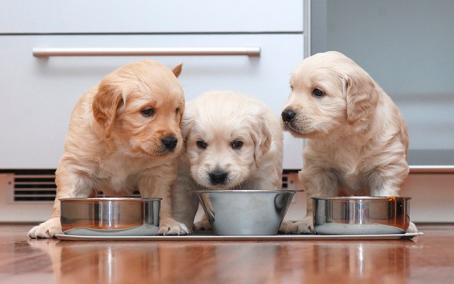 Alimentação Dos Filhotes de Golden Retriever