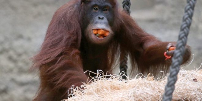 Alimentação dos Orangotangos