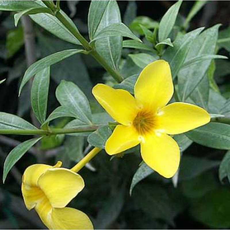 Allamanda Cathartica