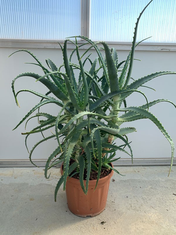 Aloe Arborescens