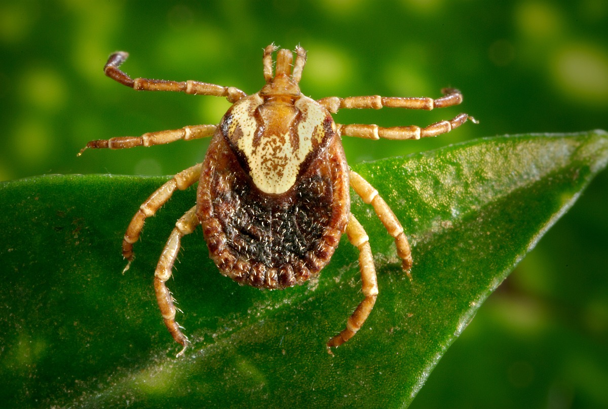 Amblyomma Cajennense