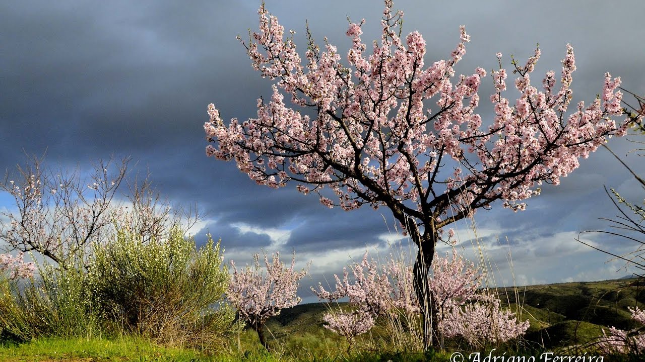 Amendoeira