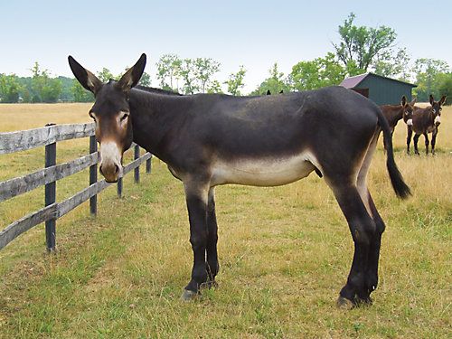 American Mammoth Donkey 