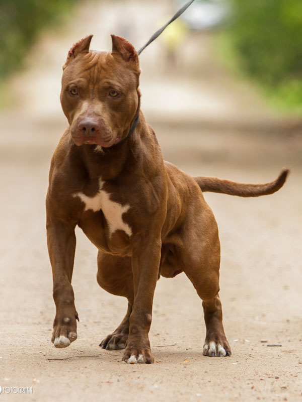 American Pitbull