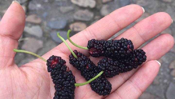 Amoras nas Mãos de uma Pessoa