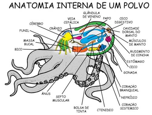 Anatomia Interna do Polvo