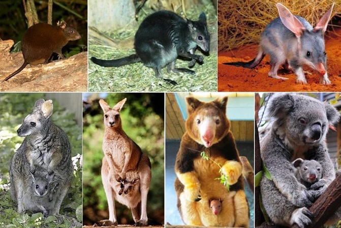 Animais Marsupiais