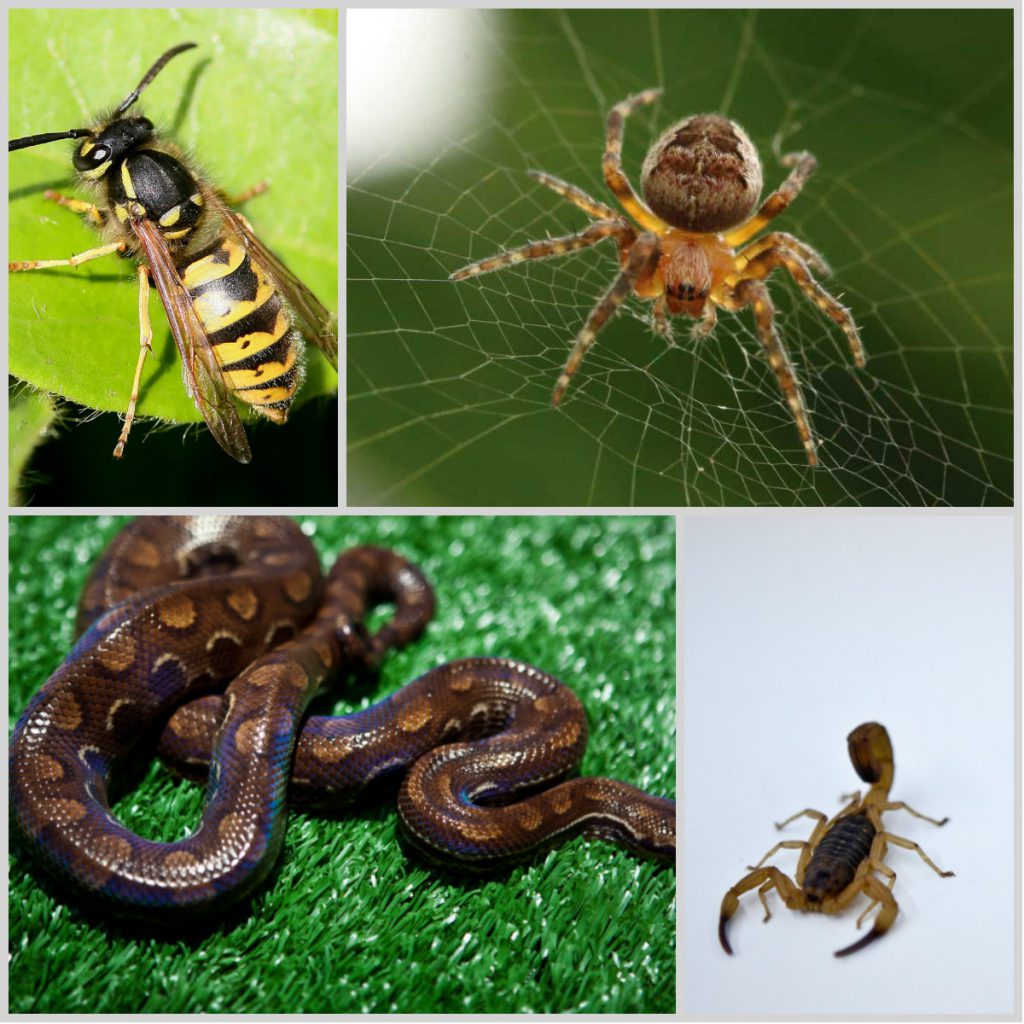 Como é Feito o Soro Contra