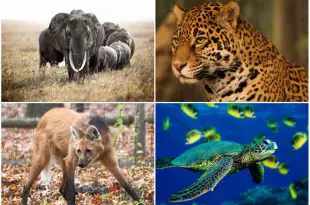 Animais em Extinção