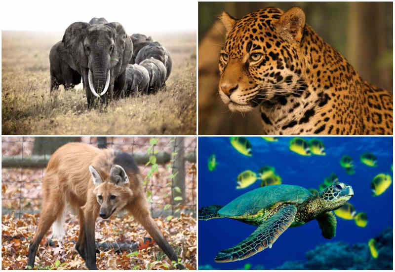 Animais em Extinção