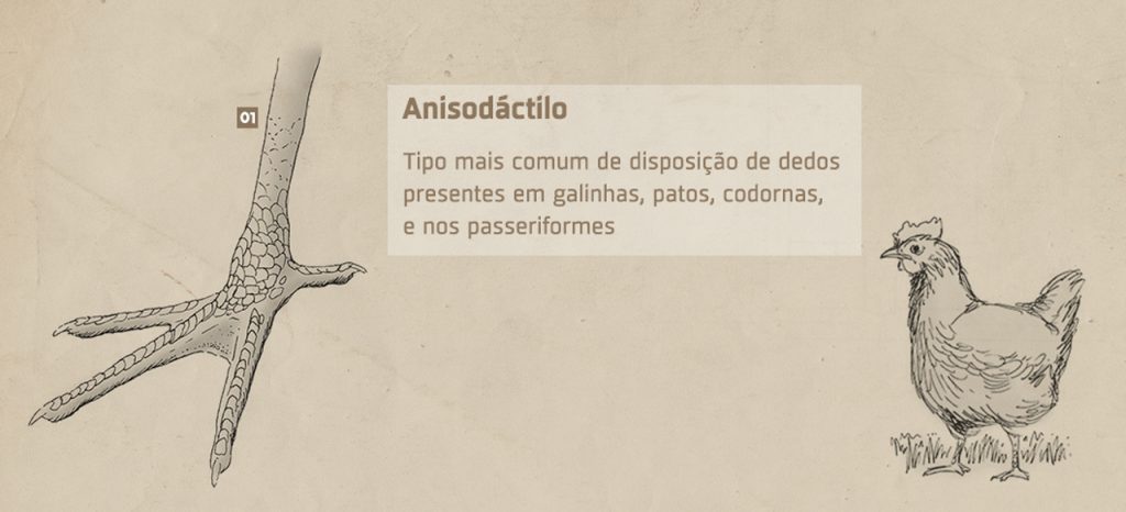 Anisodáctilo