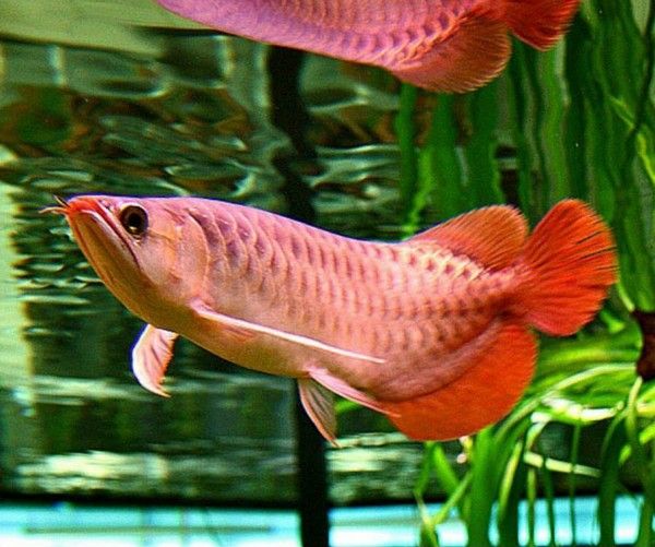 Aquarismo do Peixe Aruanã Vermelho