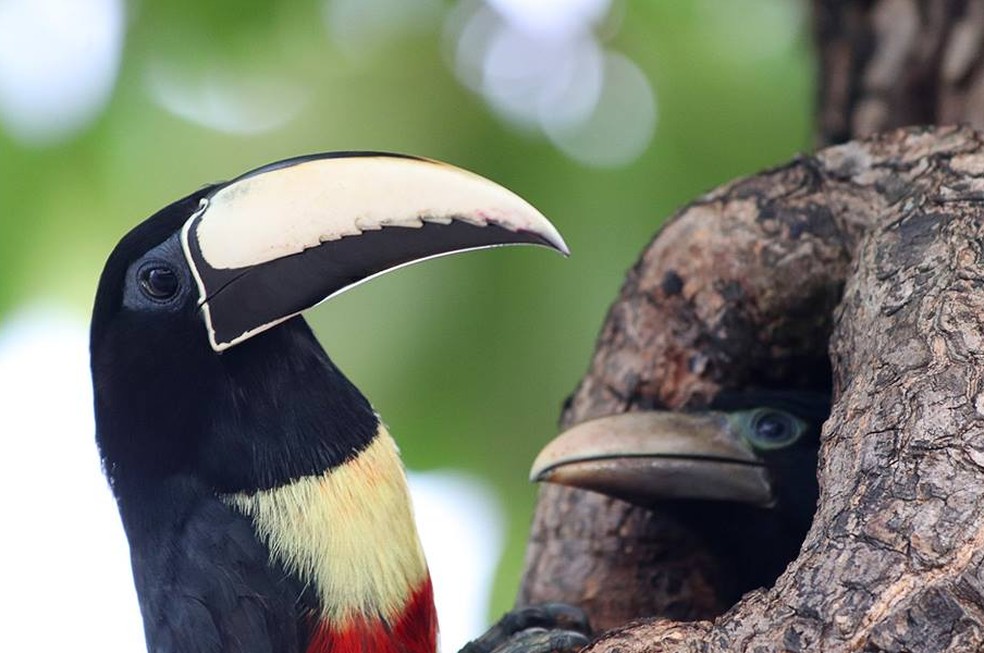 Araçari-de-Bico-Branco: Características, Habitat e Fotos