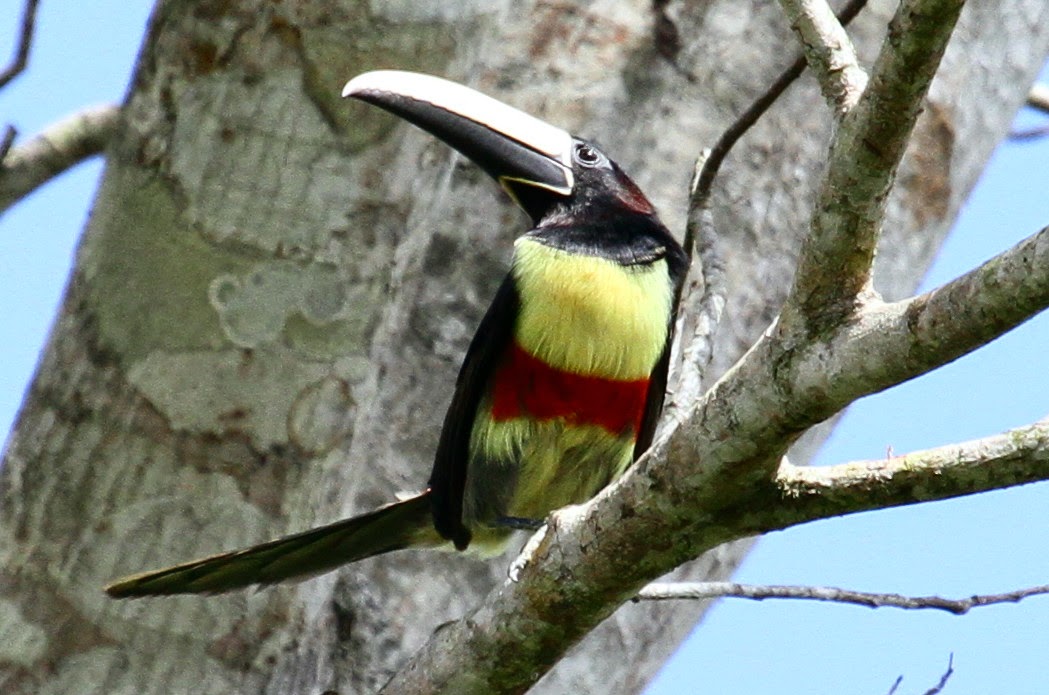 Araçari-de-Bico-Branco no Galho da Árvore